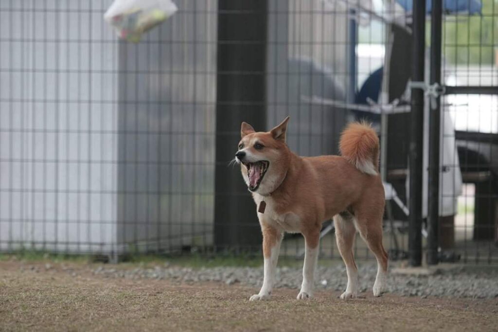 熊本地震被災ペット預かり施設の様子