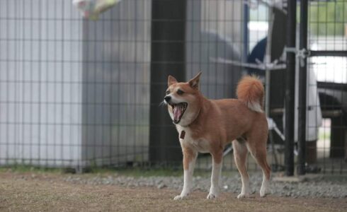 熊本地震被災ペット預かり施設の様子
