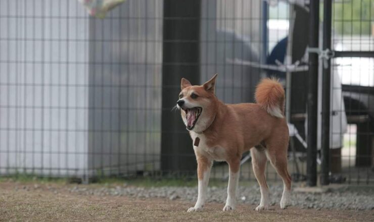 熊本地震被災ペット預かり施設の様子
