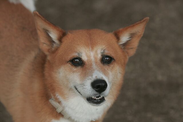 siyou