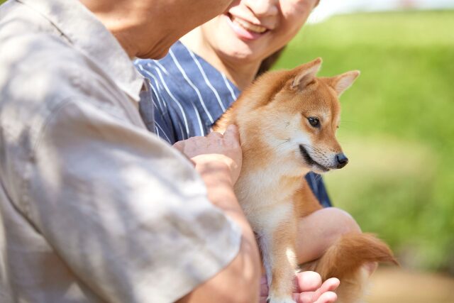 柴犬と飼い主
