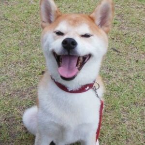 災害時に愛犬の命を守る「絆」の作り方