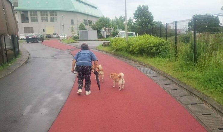 熊本地震柴犬とおばあちゃん