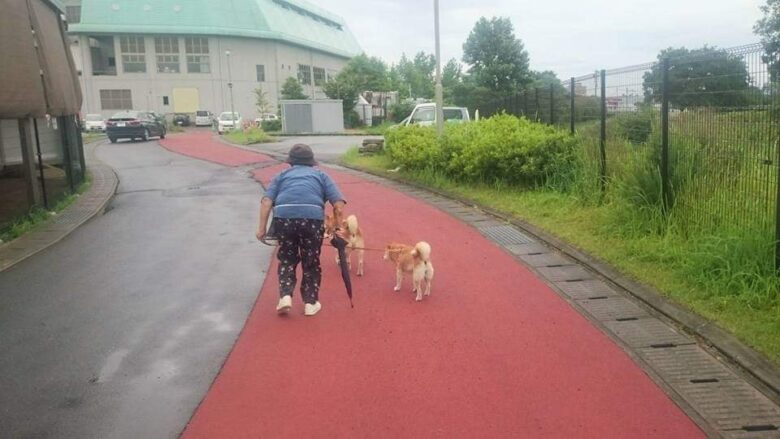 熊本地震柴犬とおばあちゃん