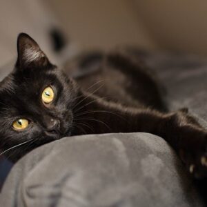 地震でパニックの猫を守る初動対策<span class="sp-br"></span>今日からできる防災シミュレーション