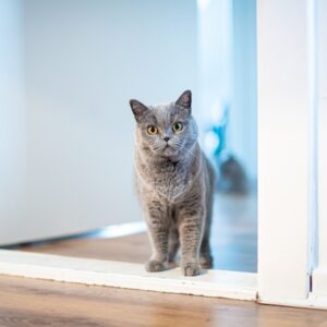 災害で猫が迷子に!<span class="sp-br"></span>パニックを防ぎ再会するための<span class="sp-br"></span>捜索プロトコル