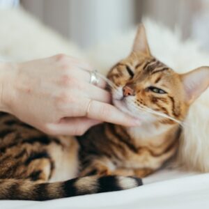 【獣医師監修】愛猫を守る！平時から実践したい猫の災害対策10か条